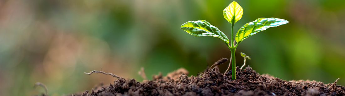 Why We Should Redefine Sustainable Growth in 2023